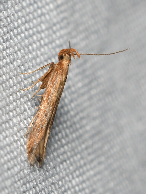 Metzneria