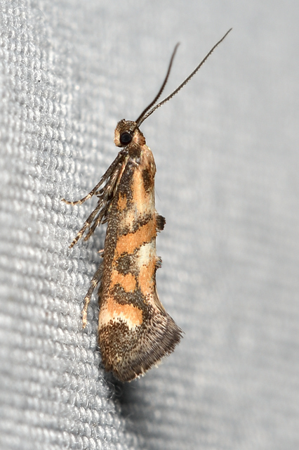 Epermenia pontificella - tarka íveltmoly