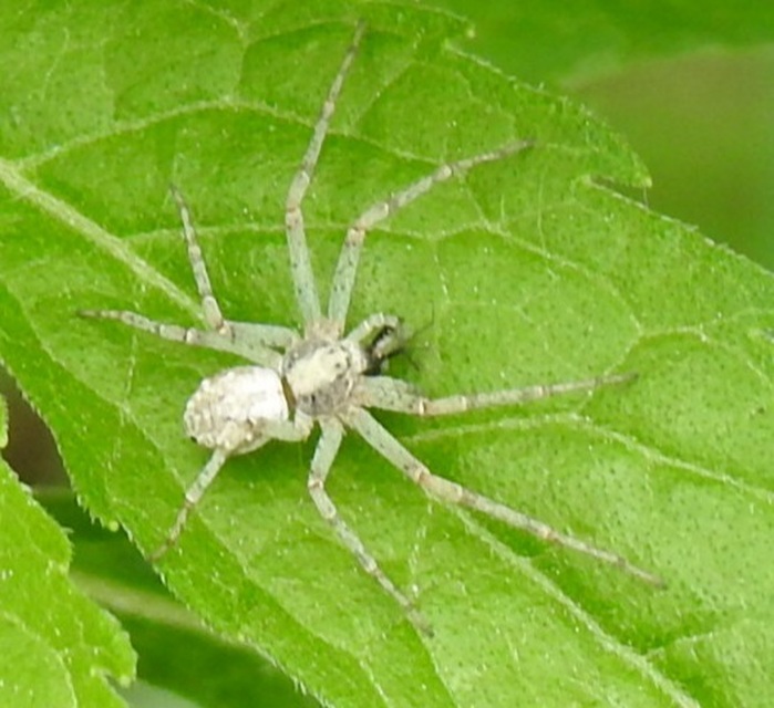 Philodromus