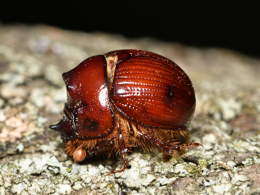 Bolbelasmus unicornis - szarvas álganéjtúró