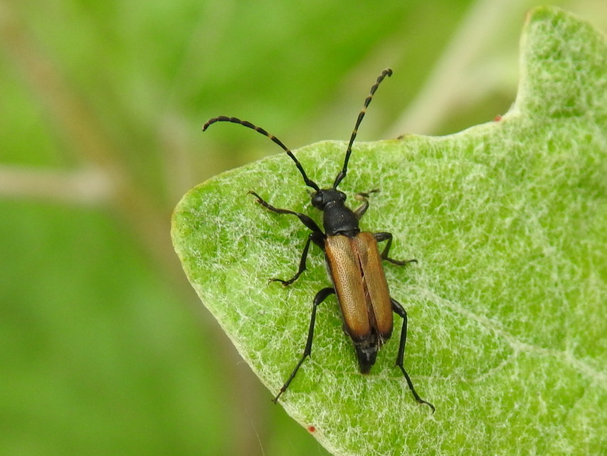 Stictoleptura maculicornis - tarkacsápú virágcincér