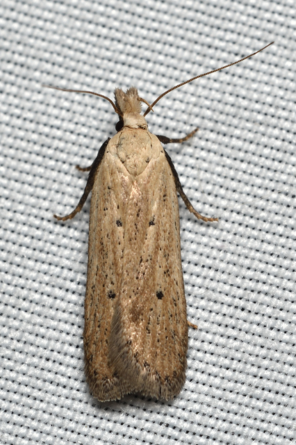 Nothris verbascella - okkersárga sarlósmoly