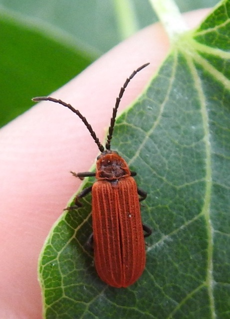 Lycidae - hajnalbogárfélék