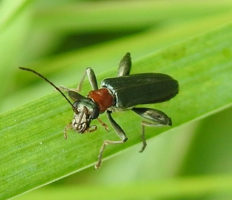 Oedemera croceicollis - pirostorú álcincér