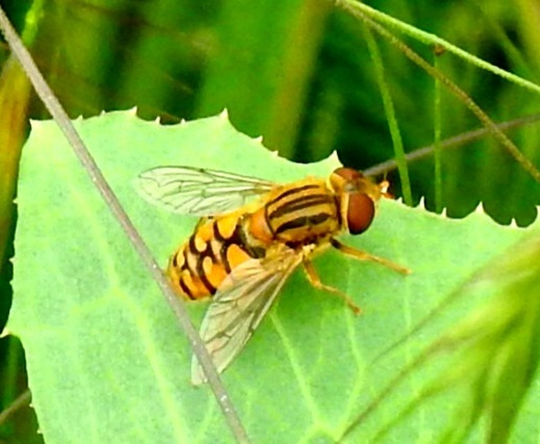 Parhelophilus