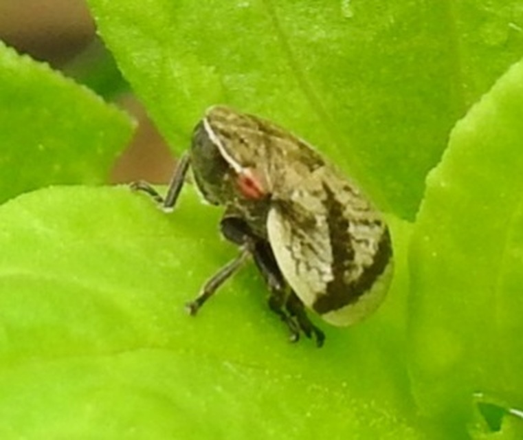 Lepyronia coleoptrata
