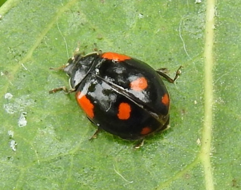 Adalia bipunctata - kétpettyes katica