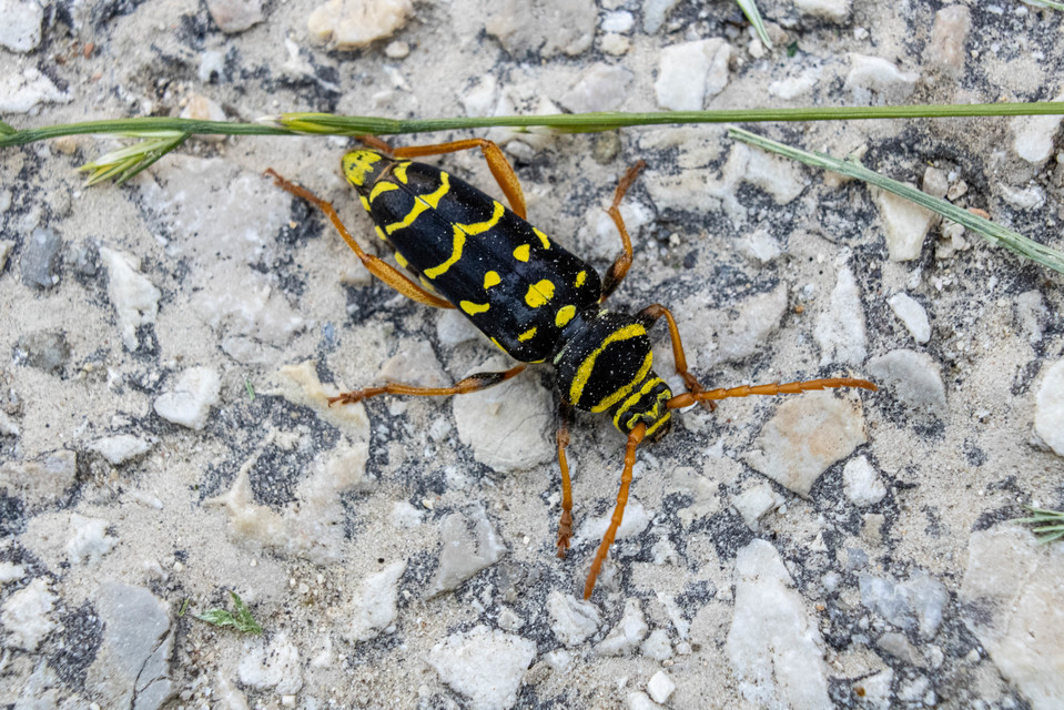 Plagionotus arcuatus - bársonyos darázscincér