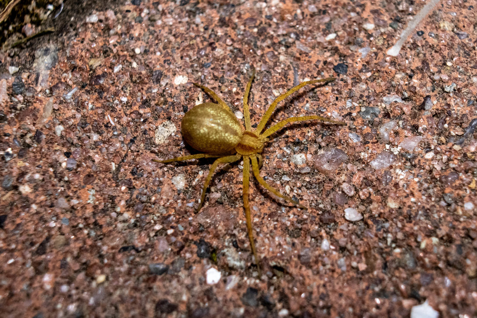 Philodromus