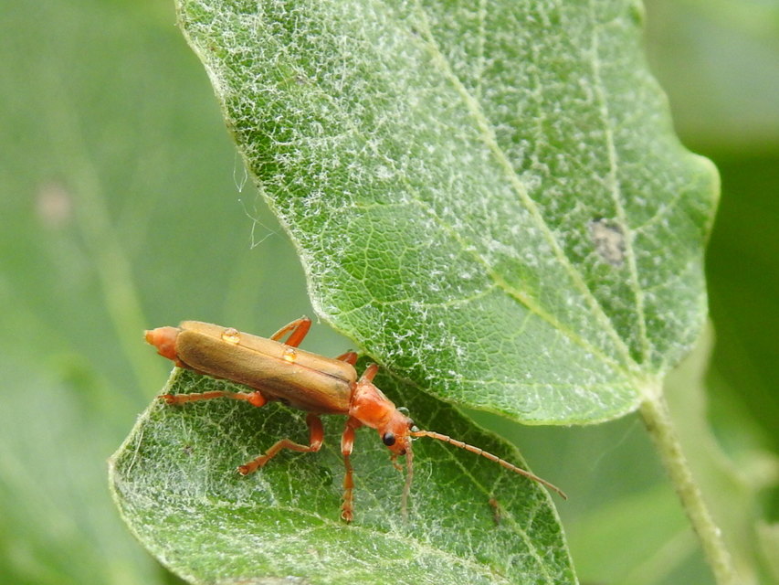 Cantharis rufa - rőt lágybogár