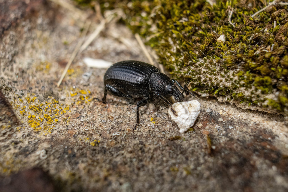 Otiorhynchus catenulatus - gyászos gyalogormányos