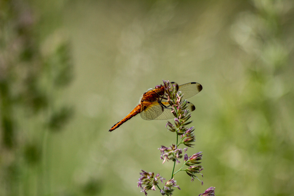 Libellula fulva - kisfoltos laposacsa