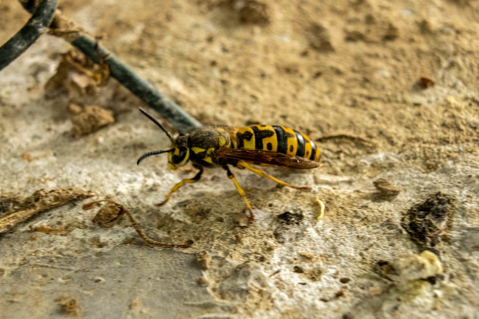 Vespula germanica - német darázs