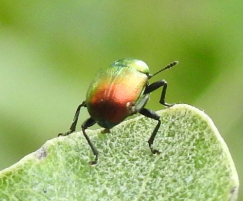 Byctiscus populi - nyárfa-levélsodró