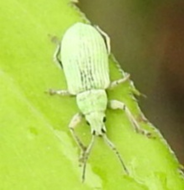 Phyllobius virideaeris - halványzöld levélormányos