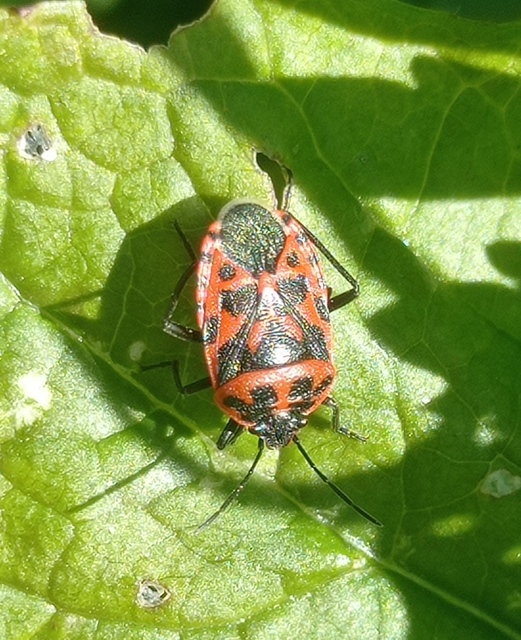 Eurydema ventralis - káposztapoloska
