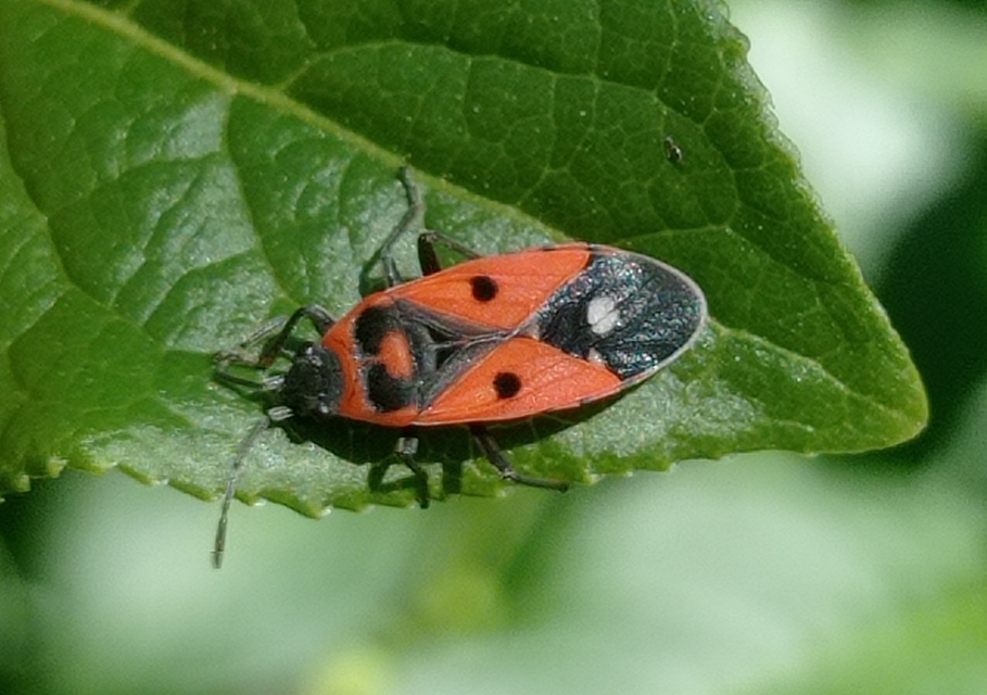Melanocoryphus albomaculatus - nagy fehérfoltos-bodobács