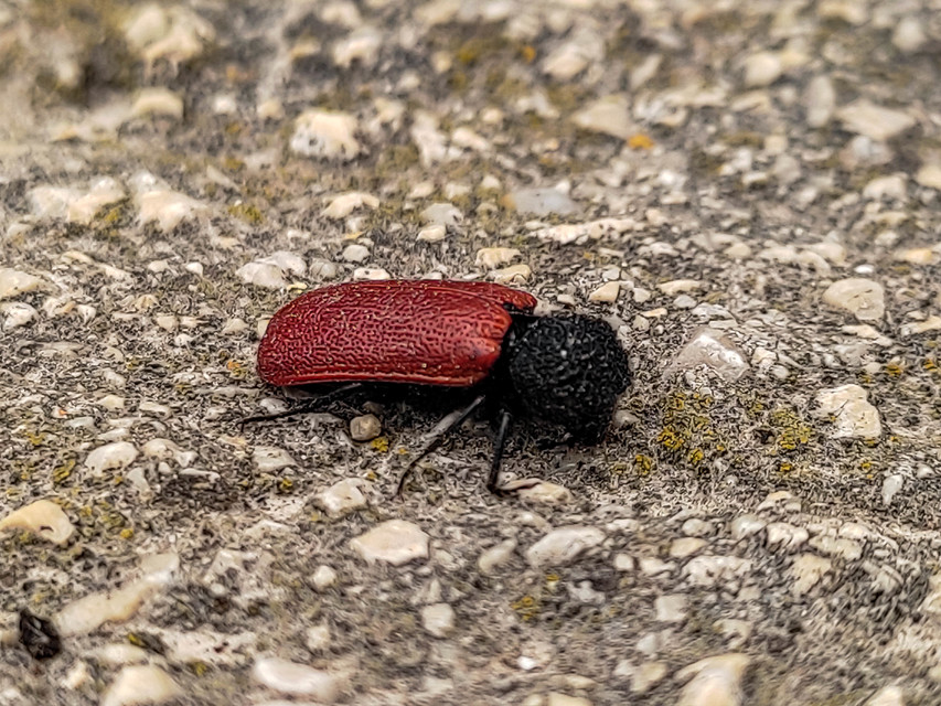 Bostrichus capucinus - piros csuklyásszú
