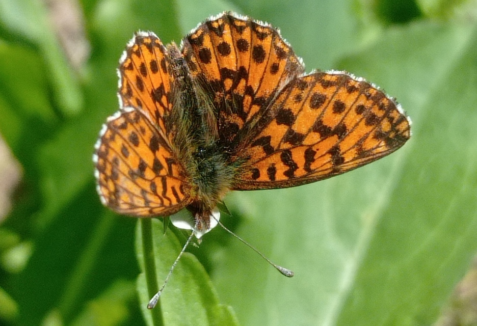 Boloria titania - lilás gyöngyházlepke