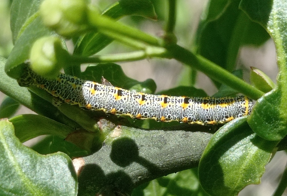 Artiora evonymaria - kecskerágó-araszoló