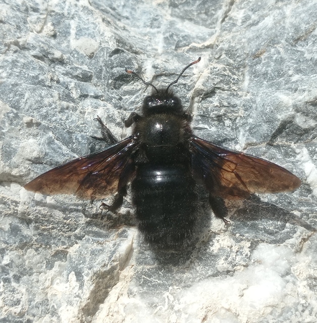 Xylocopa violacea - kék fadongó