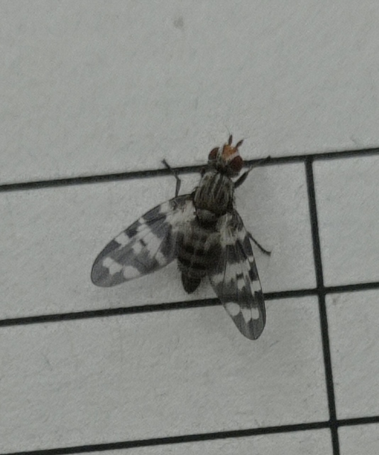Otites centralis/guttata