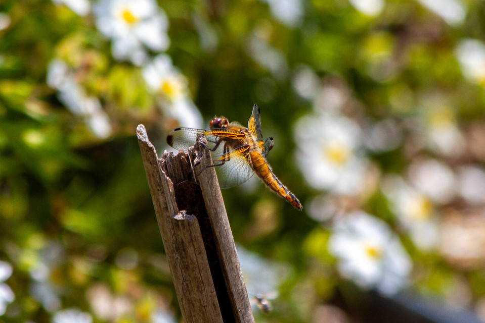 Libellula fulva - kisfoltos laposacsa
