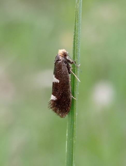 Incurvaria masculella - tölgyaknázó virágmoly