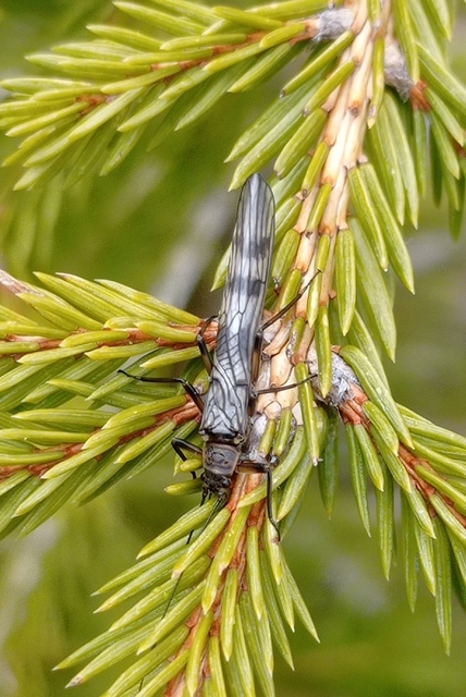 Taeniopterygidae