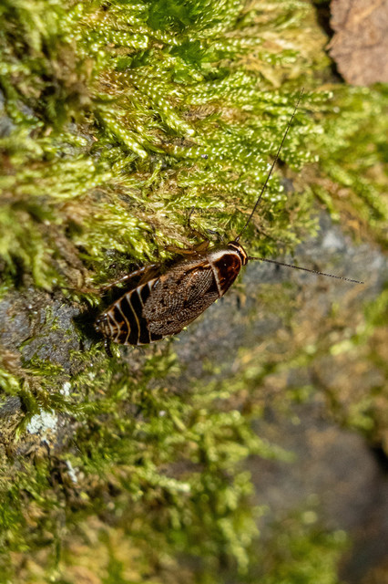 Ectobius sylvestris - fekete erdeicsótány