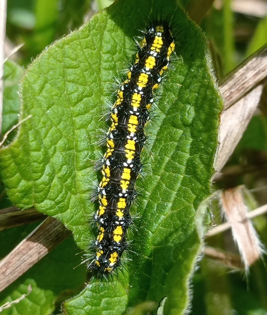 Callimorpha dominula - fémes medvelepke