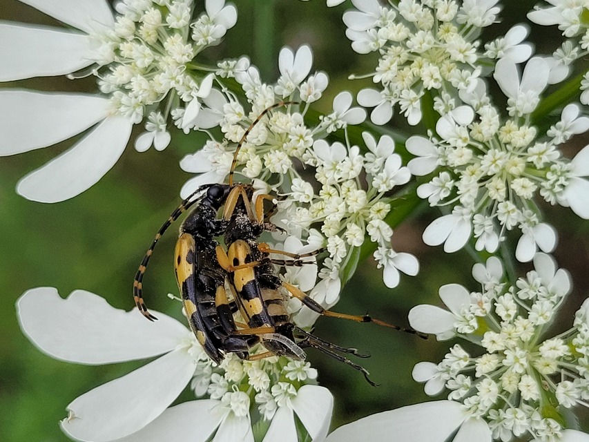 Rutpela maculata - tarkacsápú karcsúcincér