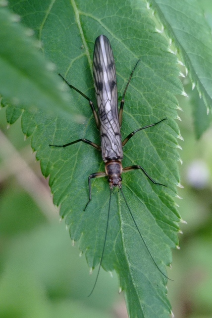 Taeniopterygidae