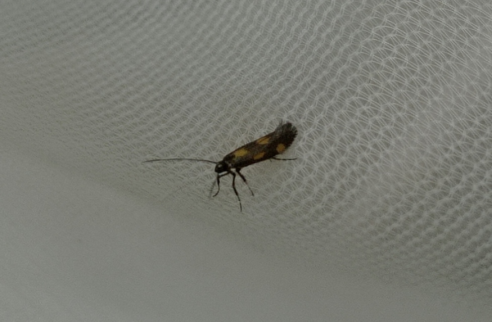 Euspilapteryx auroguttella - orbáncfű-keskenymoly
