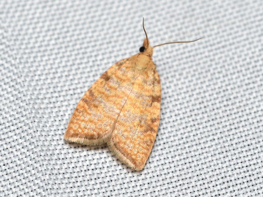 Aleimma loeflingiana - tölgylevél-sodrómoly Aleimma loeflingiana - tölgylevél-sodrómoly