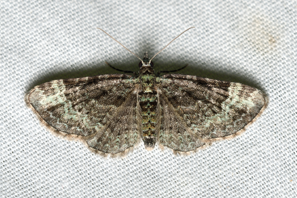 Pasiphila rectangulata - almavirág-araszoló