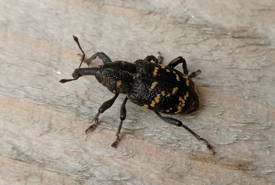 Hylobius abietis - nagy fenyvesormányos