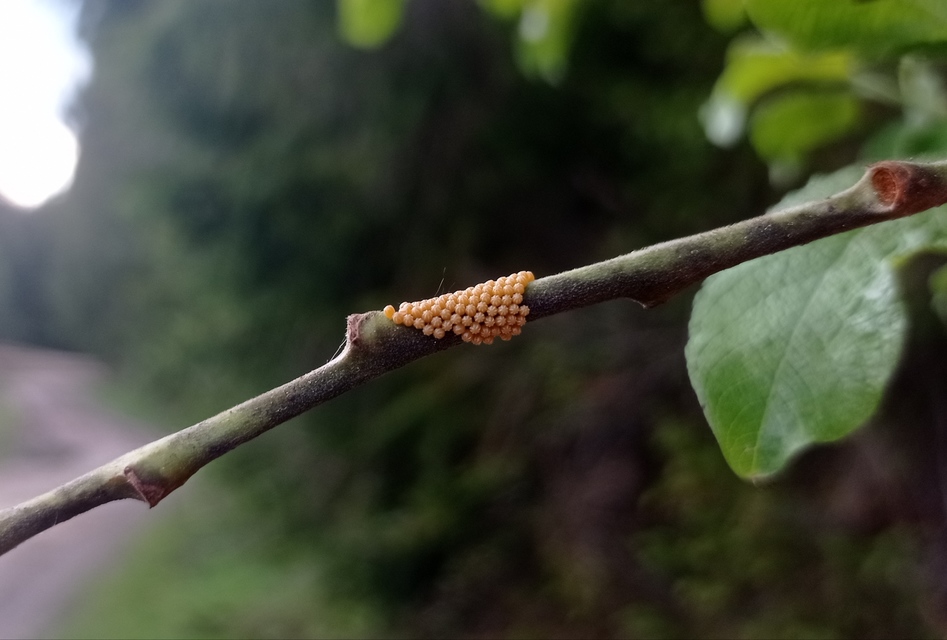 Nymphalis antiopa - gyászlepke