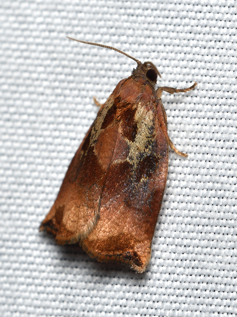Archips podana - dudvarágó sodrómoly