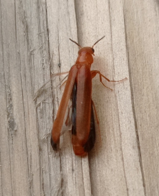 Hylecoetus dermestoides - penésztenyésztő fabogár