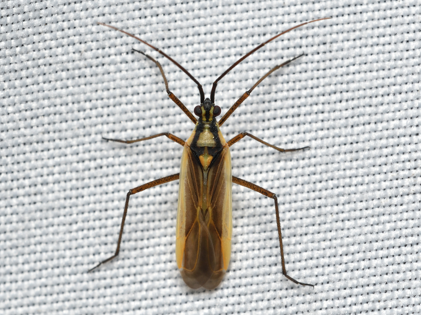 Leptopterna ferrugata - vastagcsápú mezeipoloska