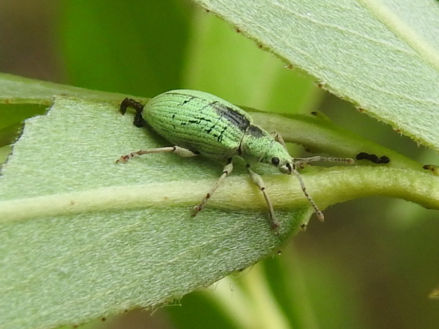 Phyllobius virideaeris - halványzöld levélormányos