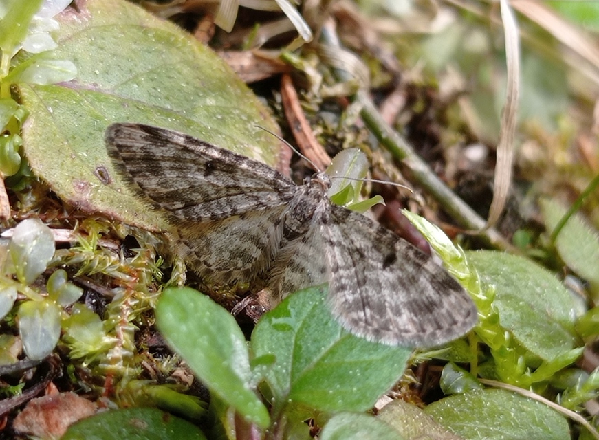 Eupithecia tantillaria - feketegyűrűs törpearaszoló