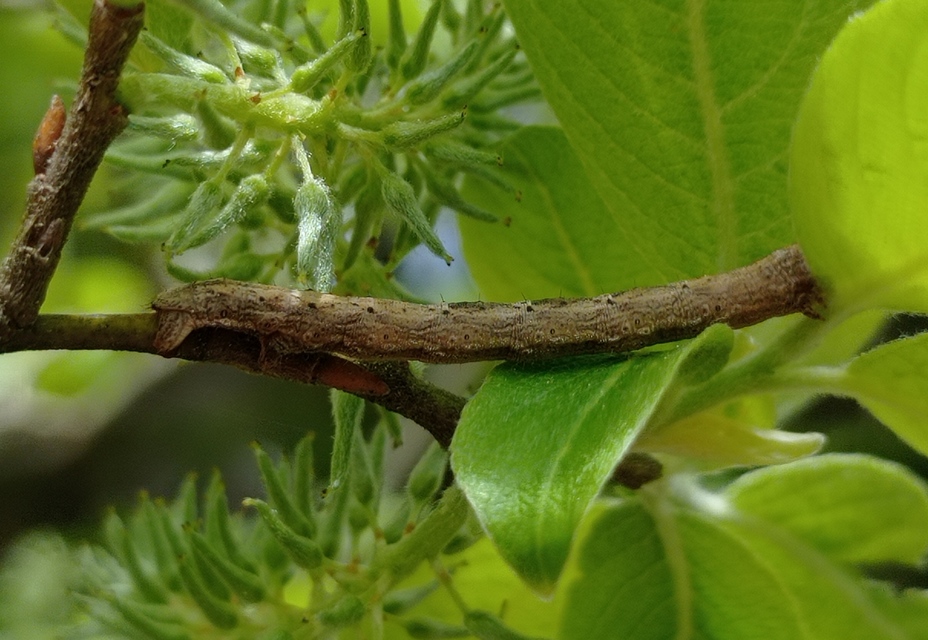 Alcis repandata - foltos faaraszoló