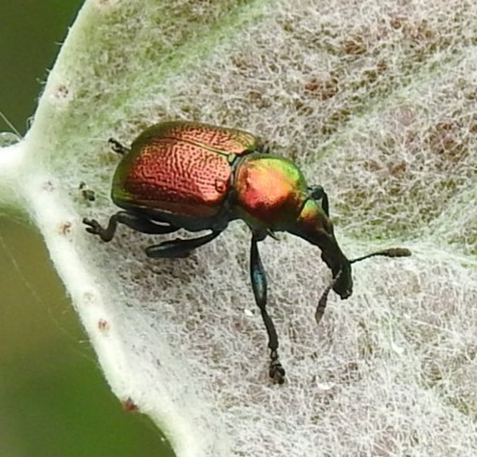 Byctiscus populi - nyárfa-levélsodró