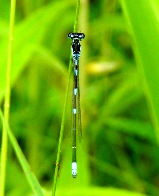 Coenagrion pulchellum - karcsú légivadász