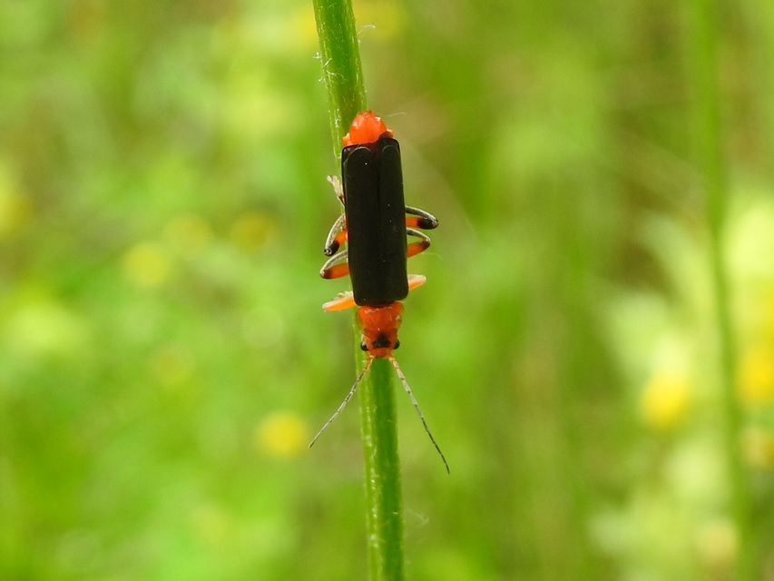 Cantharis livida - mezei lágybogár