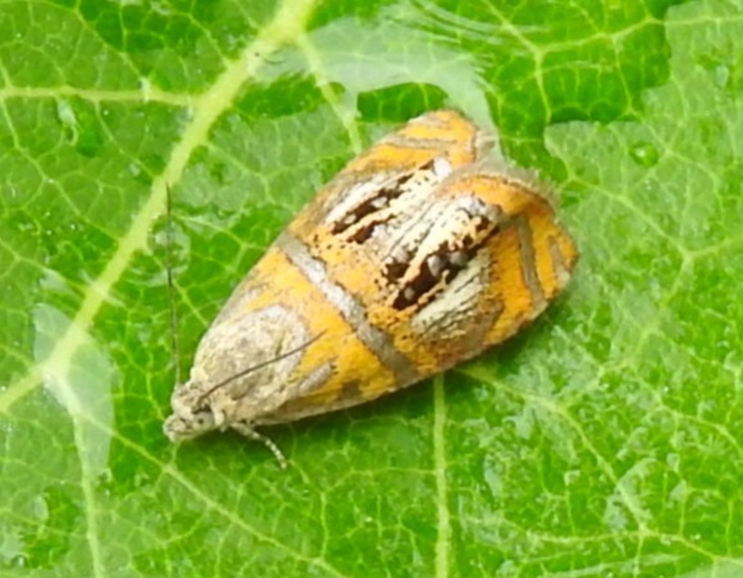 Olethreutes arcuella - avarevő tükrösmoly