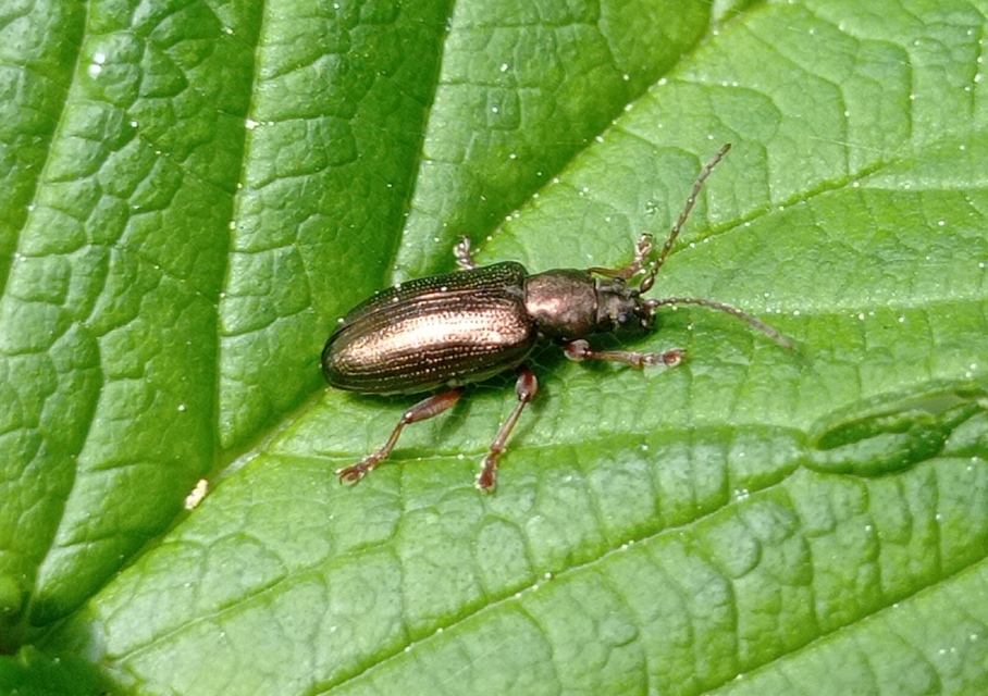Plateumaris consimilis - rövidnyakú sásbogár