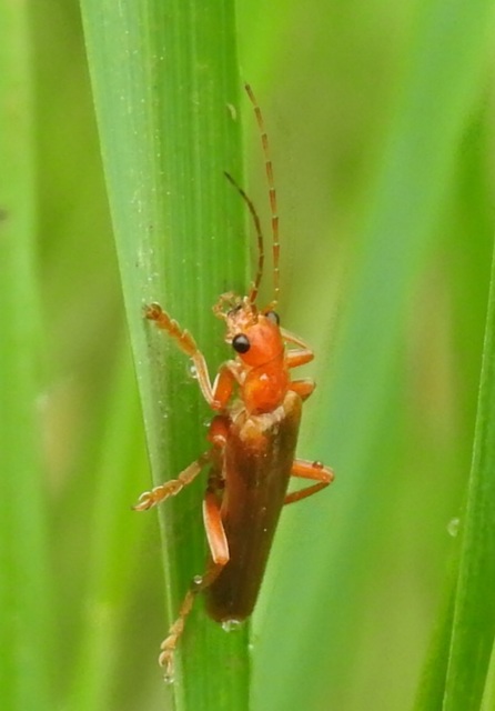 Cantharis rufa - rőt lágybogár
